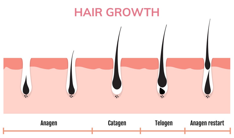 Diagram illustrating the stages of hair growth from the anagen phase to the telogen phase.